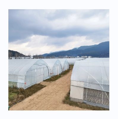 6-10m Breite Galvanisierter Stahlrahmen Einfachspannung PE-Film Gewächshaus für Tomaten