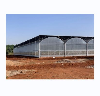 Intelligentes Gewächshaus für den Tomatenanbau Multi-Span Film Gewächshaus von Shine Tech