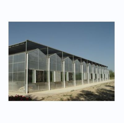 Superstarke Widerstandsfähigkeit 8 mm Polycarbonat Multi-Span Gewächshaus für Tomaten
