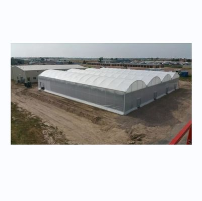 8m Span Breite Mehrfach Span Landwirtschaftliche kommerzielle Tomaten Gewächshaus mit Kühlsystem