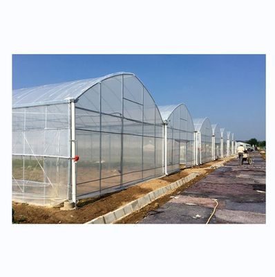 Shine Tech Treibhauslösung Schlüsselfertig für landwirtschaftliche Tomatenhydroponik