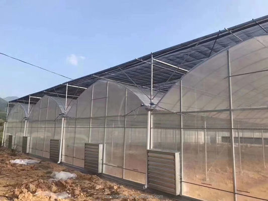 4.0-8.0M Höhe Landwirtschaft Mehrspannung Kunststofffolie Gewächshaus für Tomaten Schlüsselfertig Projekt