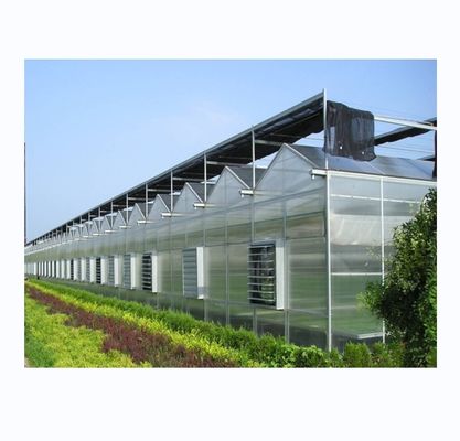 Stabiles und großes Gewächshaus Landwirtschaft Polycarbonat mit galvanisiertem Stahlrahmen