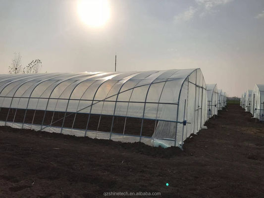 6-10m Breite Galvanisierter Stahlrahmen Einfachspannung PE-Film Gewächshaus für Tomaten