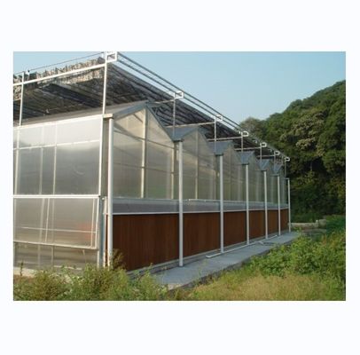 Gewerbliches landwirtschaftliches Gewächshaus mit Hydroponisches System und 8 mm PC-Blattbeschichtung
