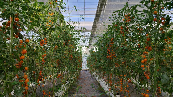 Gewerbliches landwirtschaftliches Gewächshaus mit Hydroponisches System und 8 mm PC-Blattbeschichtung