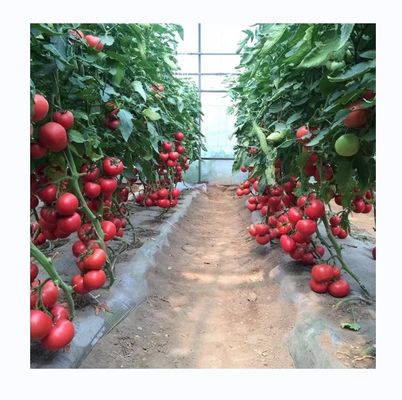 Kleines Hochkanal-Film-Gewächshaus für den Tomatenanbau Breite 6-10 m
