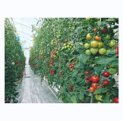 Tomatenhydroponisches landwirtschaftliches Gewächshaus für eine verbesserte Ausbeute in einem einzigen Span-Design