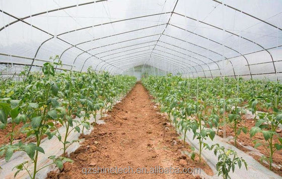 150/200 Mikrometer Film-Tunnel-Gewächshaus für den hydroponischen Tomatenanbau