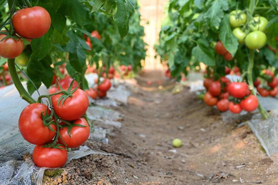 150/200 Mikrometer Film-Tunnel-Gewächshaus für den hydroponischen Tomatenanbau