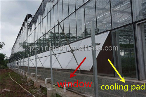 Superstarke Beständigkeit Venlo Glas Gewächshaus für kommerzielle landwirtschaftliche Turnkey-Projekt