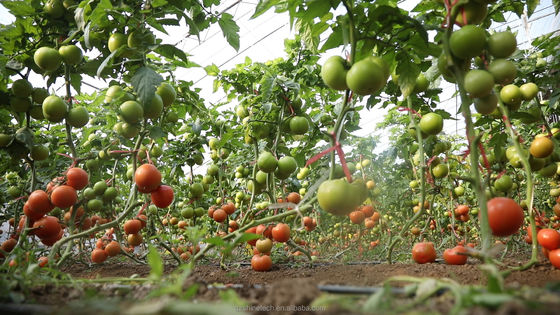 Filmbedecktes landwirtschaftliches Gewächshaus mit einer einzigen Spannweite für den hydroponischen Anbau