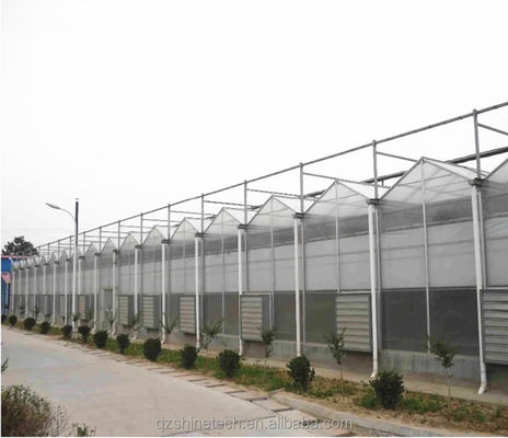 Superstarke Widerstandsfähigkeit 8 mm Polycarbonat Multi-Span Gewächshaus für Tomaten
