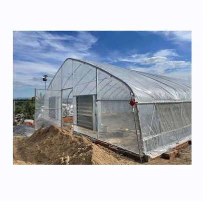 6-10 m Breite Einfachschicht Hochfestigkeit Poly Tunnel Gewächshaus für Tomatenproduktion