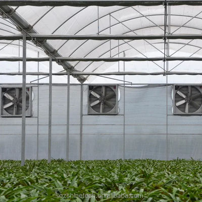 PE Mehrspannen-Gewächshaus für Tomatenanbau und Landwirtschaft in tropischem Klima