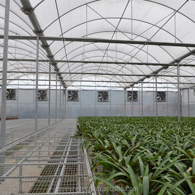 PE Mehrspannen-Gewächshaus für Tomatenanbau und Landwirtschaft in tropischem Klima