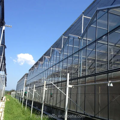 Große landwirtschaftliche intelligente Holland Gewächshaus Glas für Tomaten Gurke Salat