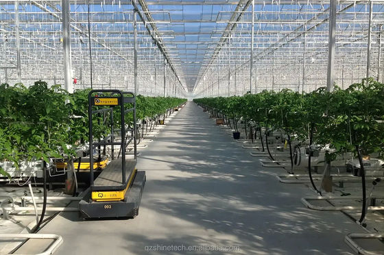 Große landwirtschaftliche intelligente Holland Gewächshaus Glas für Tomaten Gurke Salat