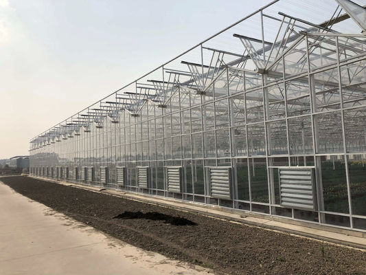 Große landwirtschaftliche intelligente Holland Gewächshaus Glas für Tomaten Gurke Salat