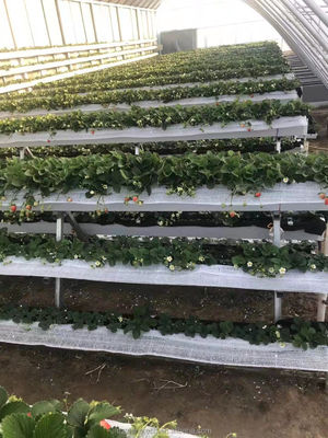Verzinktes Stahlrohr Winter Gewächshaus für hydroponisches Anbausystem mit Filmdeckel