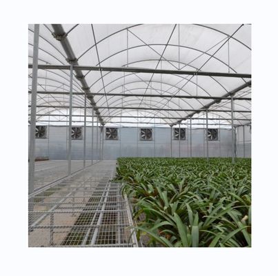 Mehrspannendes Polyfilm-Gewächshaus für die Landwirtschaft Optional Kühl- und Bewässerungssystem