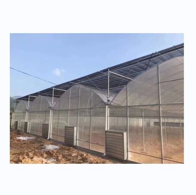 8m Breite Poly Tunnel Gewächshaus für den Anbau von Tomaten mit hohem Ertrag
