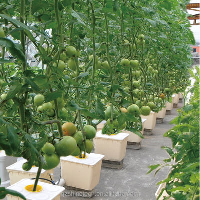 8m Breite Poly Tunnel Gewächshaus für den Anbau von Tomaten mit hohem Ertrag