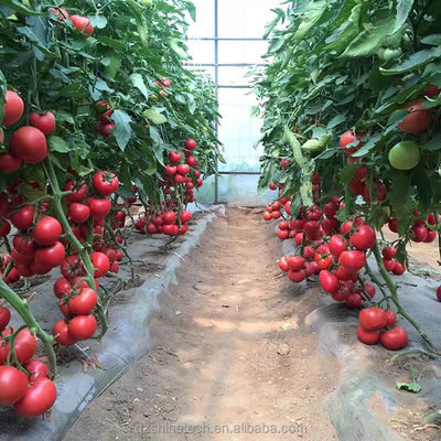 8m Breite Poly Tunnel Gewächshaus für den Anbau von Tomaten mit hohem Ertrag