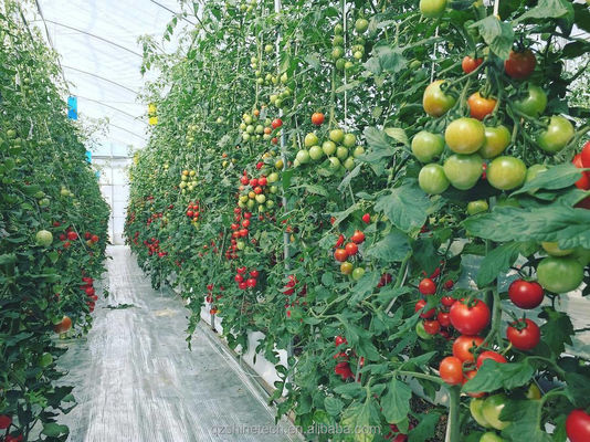 8m Breite Poly Tunnel Gewächshaus für den Anbau von Tomaten mit hohem Ertrag