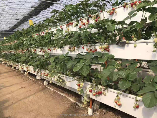 Hydroponische Pflanzengewässer für den Anbau von Chili, Gurken und Erdbeeren