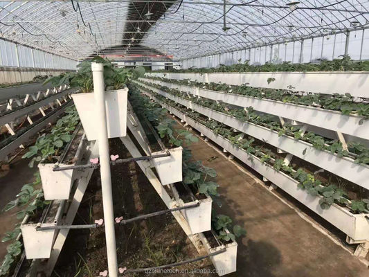 Hydroponische Pflanzengewässer für den Anbau von Chili, Gurken und Erdbeeren
