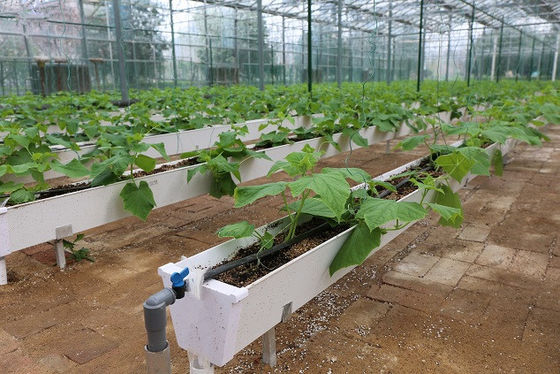 Hydroponische Pflanzengewässer für den Anbau von Chili, Gurken und Erdbeeren