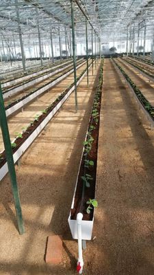 Hydroponische Pflanzengewässer für den Anbau von Chili, Gurken und Erdbeeren