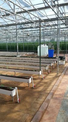 Hydroponische Pflanzengewässer für den Anbau von Chili, Gurken und Erdbeeren