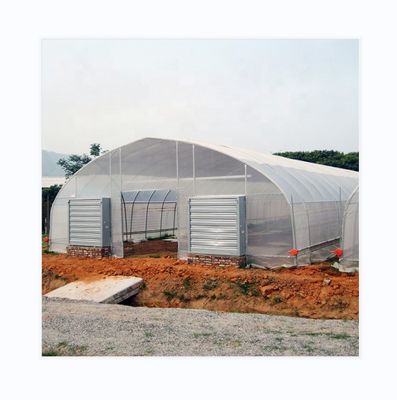 Gewächshaus mit Dach- und Seitenlüftung für den Tomatenanbau
