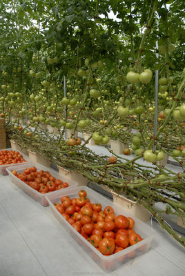 Shine Tech Treibhauslösung Schlüsselfertig für landwirtschaftliche Tomatenhydroponik