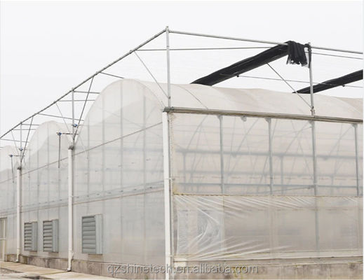 Shine Tech Treibhauslösung Schlüsselfertig für landwirtschaftliche Tomatenhydroponik