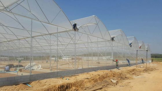 Große Sägezahn-Gewächshäuser Schimmer Tech Poly Tunnel Tropische Gewächshäuser mit Lüftung